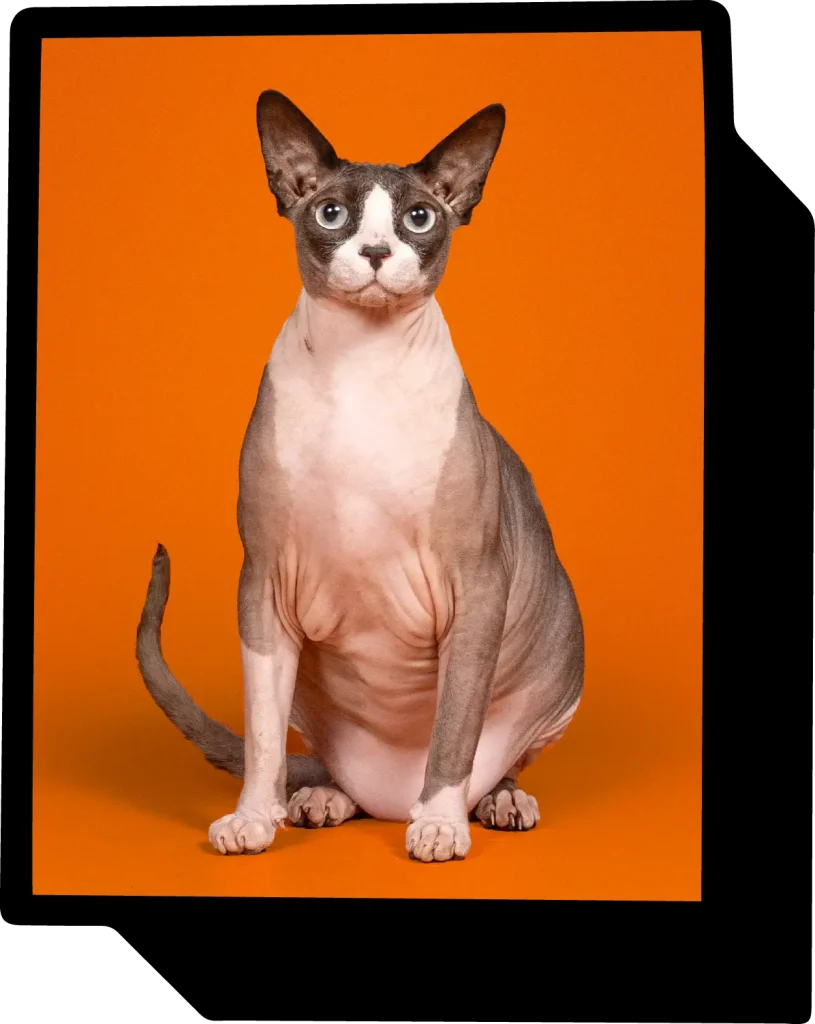 Cat and exotic pet portrait portfolio by Denver Pet Pics